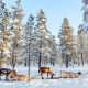 Renar ståendes i Lapplands snöiga skogar